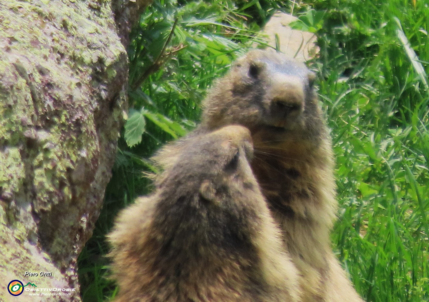 75 Marmotte sulla porta di casa....JPG